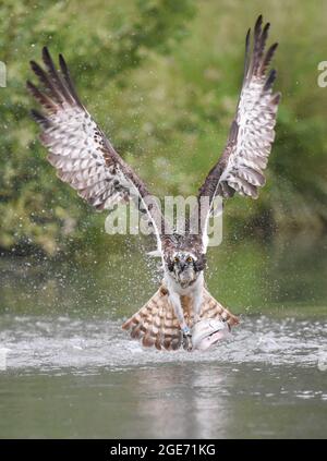 Osprey avec du poisson dans des talons sur l'eau de Rutland. Pandion haliatus Banque D'Images