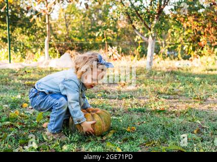 Une petite fille ramasse la citrouille dans le jardin. Blonde blanche fille en costume denim récolte Orange citrouille Thanksgiving jour en automne. Banque D'Images