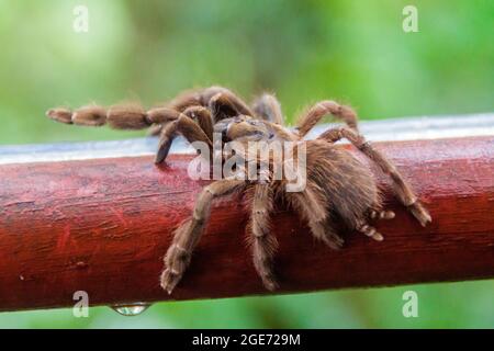 Tarantula sur une rampe à Panama Banque D'Images