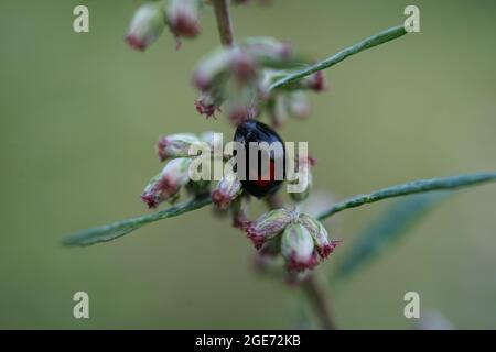 Gros plan de la tache rénale Ladybird Chilocorus renipustulatus sur la branche Artemisia Banque D'Images