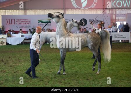 'Pride of Poland 2021' - festival annuel de chevaux arabes de classe mondiale. Comme une tradition de longue date, le festival a été la vente aux enchères de chevaux arabes de sang pur de la ferme de clous à Janów Podlaski, qui possède certains des plus beaux et coûteux pur chevaux arabes élevés sur le monde. Banque D'Images