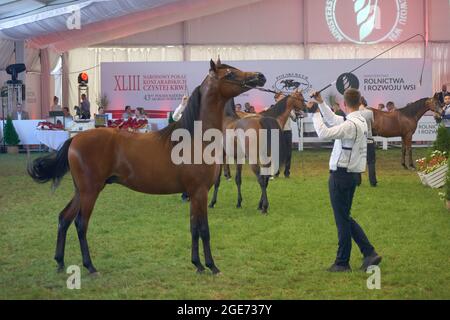 'Pride of Poland 2021' - festival annuel de chevaux arabes de classe mondiale. Comme une tradition de longue date, le festival a été la vente aux enchères de chevaux arabes de sang pur de la ferme de clous à Janów Podlaski, qui possède certains des plus beaux et coûteux pur chevaux arabes élevés sur le monde. Banque D'Images