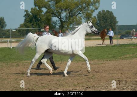 'Pride of Poland 2021' - festival annuel de chevaux arabes de classe mondiale. Comme une tradition de longue date, le festival a été la vente aux enchères de chevaux arabes de sang pur de la ferme de clous à Janów Podlaski, qui possède certains des plus beaux et coûteux pur chevaux arabes élevés sur le monde. Banque D'Images