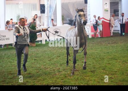 'Pride of Poland 2021' - festival annuel de chevaux arabes de classe mondiale. Comme une tradition de longue date, le festival a été la vente aux enchères de chevaux arabes de sang pur de la ferme de clous à Janów Podlaski, qui possède certains des plus beaux et coûteux pur chevaux arabes élevés sur le monde. Banque D'Images