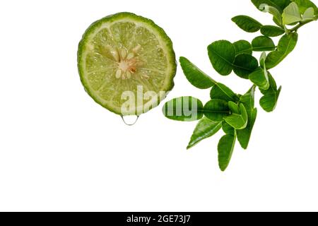 Agrumes hystrix, fond blanc Bergamot Banque D'Images