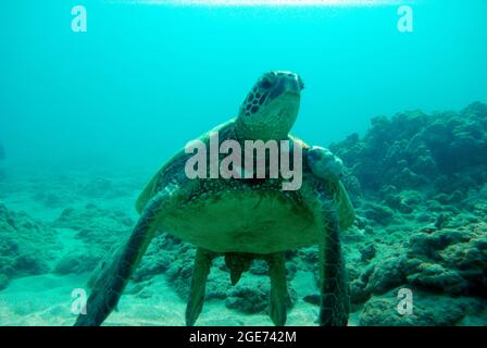 Tortue sur le plancher de l'océan Banque D'Images