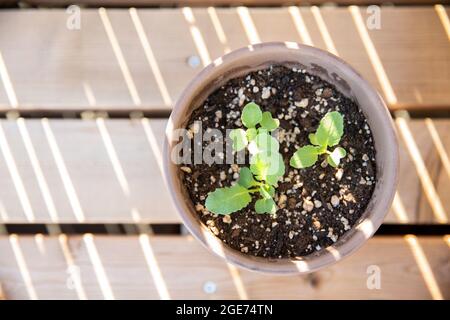 Vue de dessus de radis fraîchement plantés dans une casserole en céramique. De petites feuilles vertes sortent du sol Banque D'Images