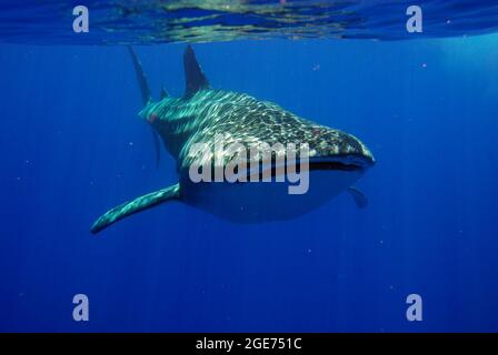 Requins-baleines nageant à Hawaï Banque D'Images