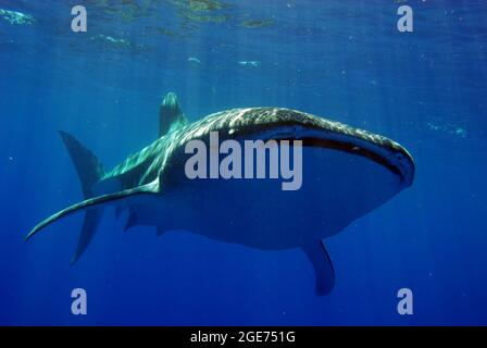 Requins-baleines nageant à Hawaï Banque D'Images