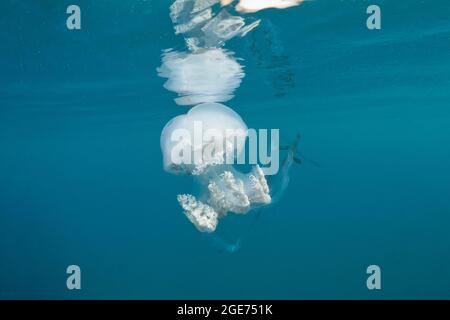 Méduses géantes (Rhizosthoma luthum) flottant dans les eaux libres. Mer Méditerranée. Banque D'Images