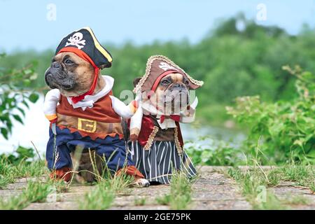Paire de chiens de Bulldog français drôles vêtus de costumes de mariée de pirate et de pirate avec chapeau, bras de crochet et robe debout au bord de l'eau Banque D'Images