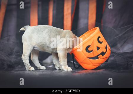 Drôle de chien Bulldog chien chiot avec la tête dans l'effrayant Halloween trick ou panier de traite devant les banderoles en papier noir et orange Banque D'Images