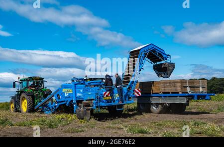 East Lothian, Écosse, Royaume-Uni, 17 août 2021. Météo au Royaume-Uni : les cultures au soleil. Luffness mains récolte agricole Maris Piper pommes de terre qui sont envoyées à Cambridge pour distribution. La ferme a du mal à obtenir des travailleurs agricoles pour la récolte Banque D'Images