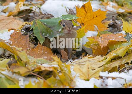 Chipmunk de l'est (Tamias striatus), caché sous la feuille d'automne sur le fond de la forêt, E USA, par Skip Moody/Dembinsky photo Assoc Banque D'Images