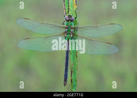 Green Darner Dragonfly (Anax junius) reposant sur une lame d'herbe, E USA, par Skip Moody/Dembinsky photo Assoc Banque D'Images