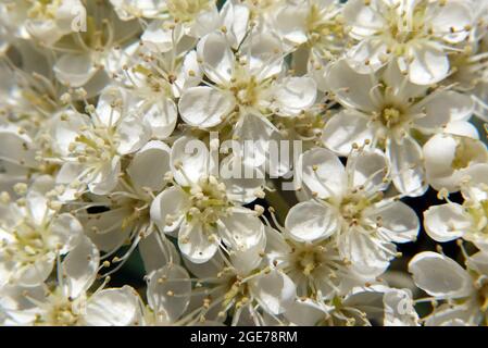 Sorbus, Mehlbeeren, Sorbus borbasii, Borbás-berkenye, Hongrie, Magyarország, Europe Banque D'Images