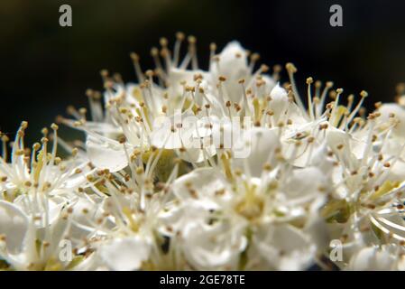 Sorbus, Mehlbeeren, Sorbus borbasii, Borbás-berkenye, Hongrie, Magyarország, Europe Banque D'Images