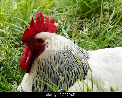 Coq ou coq léger de Sussex dans une série de poulet à l'herbe. Light Sussex sont un poulet à double usage (oeuf et viande) datant de l'époque romaine. Banque D'Images