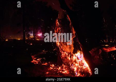 États-Unis. 17 août 2021. Un arbre en feu par le feu Dixie dans le nord de la Californie. Le feu de Dixie a atteint l'autoroute 395, aujourd'hui, Cal Fire rapporte que le feu de Dixie a maintenant atteint un total de 604,511 acres (environ 944 milles carrés). Il reste contenu à 31 pour cent. La cause de l'incendie est encore en cours d'investigation. (Photo de Ty O'Neil/SOPA Images/Sipa USA) crédit: SIPA USA/Alay Live News Banque D'Images