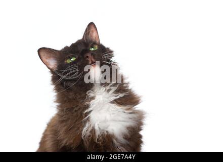 LaPerm Chat brun avec fourrure de longhair curly regardant vers le haut curieusement isolé sur fond blanc Banque D'Images