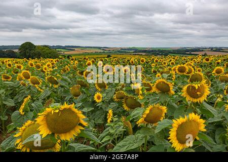 Tournesols à West Dorset le 17 août 2021 Banque D'Images
