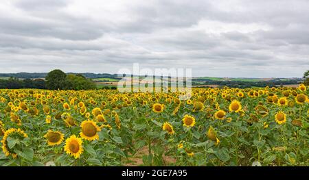 Tournesols à West Dorset le 17 août 2021 Banque D'Images