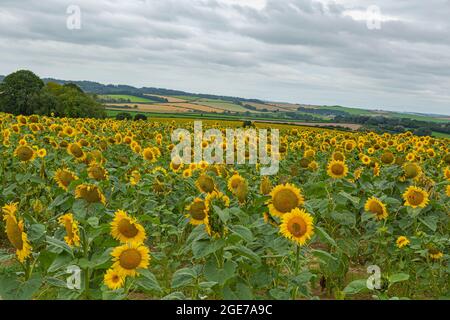 Tournesols à West Dorset le 17 août 2021 Banque D'Images