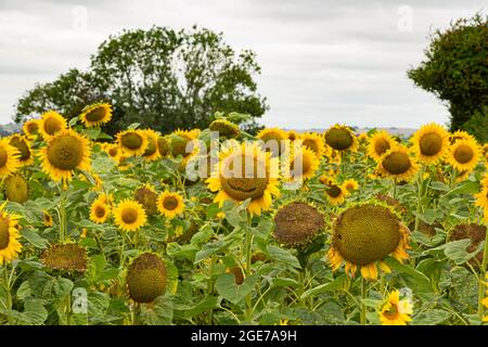 Tournesols à West Dorset le 17 août 2021 Banque D'Images