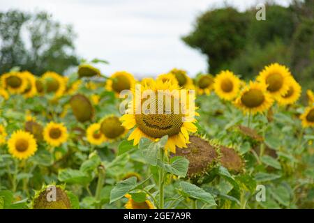 Tournesols à West Dorset le 17 août 2021 Banque D'Images