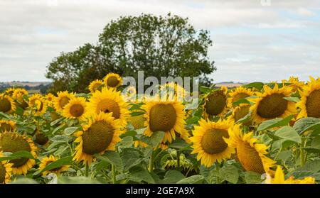 Tournesols à West Dorset le 17 août 2021 Banque D'Images