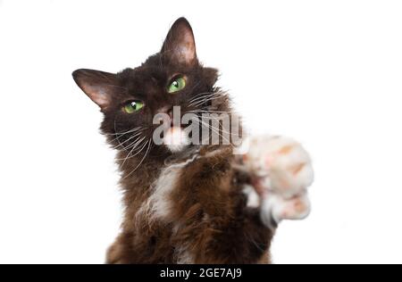 LaPerm Chat brun avec poils longs en fourrure et yeux verts regardant la caméra haussant patte isolée sur fond blanc Banque D'Images