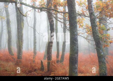 Couleurs automnales vibrantes et colorées dans une forêt brumeuse et brumeuse au Loch Lomond et au parc national des Trossachs dans les Highlands écossais, en Écosse. Banque D'Images