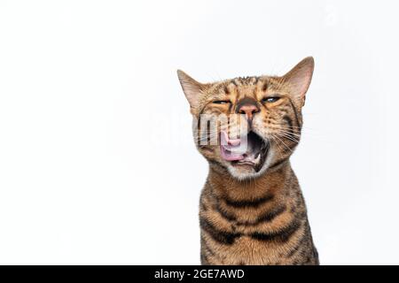 chat bengale à pois bruns faisant face drôle léchant les lèvres avec la bouche largement ouverte après avoir mangé isolé sur le fond Banque D'Images