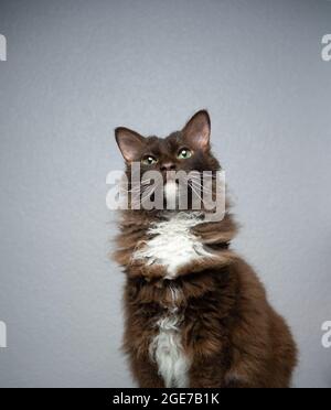 LaPerm Cat brun chocolat blanc avec fourrure de longhair mauriade assis regardant curieusement sur fond gris avec espace de copie Banque D'Images