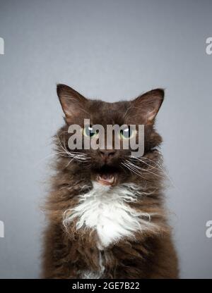 LaPerm Cat brun chocolat blanc avec fourrure très longue regardant l'appareil photo avec la bouche ouverte faisant drôle de visage Banque D'Images