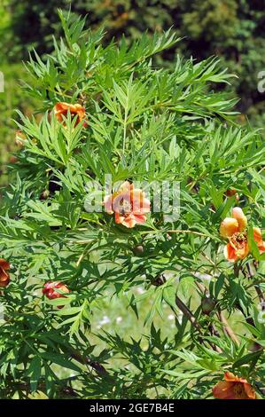 Pivoine de Delavay, Pfingstrosen, Päonien, Paeonia delavayi, bazsarózsa Banque D'Images