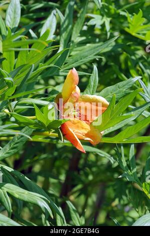 Pivoine de Delavay, Pfingstrosen, Päonien, Paeonia delavayi, bazsarózsa Banque D'Images