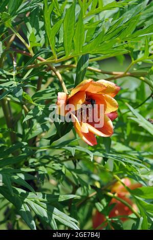 Pivoine de Delavay, Pfingstrosen, Päonien, Paeonia delavayi, bazsarózsa Banque D'Images