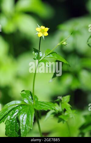 Wood avens, Herb Bennet, colewort, composé Benedict's Herb, Echte Nelkenwurz, Benoîte commune, Geum urbanum, erdei gyömbérgyökér, Hongrie, Europe Banque D'Images