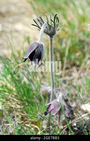 Petite fleur de pasque, Pulsatilla pratensis subsp. Nigricans, Wiesen-Kuhschelle, fekete kökörcsin, Hongrie, Magyarország, Europe Banque D'Images