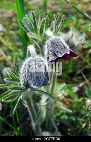 Petite fleur de pasque, Pulsatilla pratensis subsp. Nigricans, Wiesen-Kuhschelle, fekete kökörcsin, Hongrie, Magyarország, Europe Banque D'Images