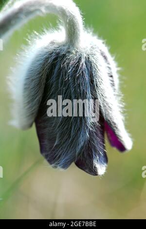 Petite fleur de pasque, Pulsatilla pratensis subsp. Nigricans, Wiesen-Kuhschelle, fekete kökörcsin, Hongrie, Magyarország, Europe Banque D'Images