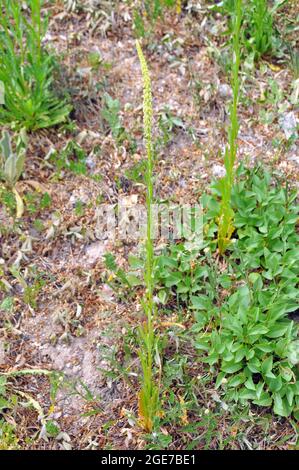 la fusée de dyer, la mauvaise herbe de dyer, la soudure, la woold et la mauvaise herbe jaune, Färber-Wau, Reeda luteola, festő rezeda, Europe Banque D'Images