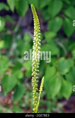 la fusée de dyer, la mauvaise herbe de dyer, la soudure, la woold et la mauvaise herbe jaune, Färber-Wau, Reeda luteola, festő rezeda, Europe Banque D'Images