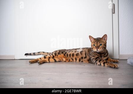 chat bengale à pois bruns couché sur un sol en bois reposant devant une porte blanche avec un espace de copie Banque D'Images