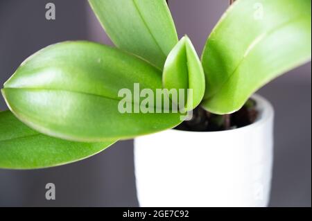 Les feuilles d'orchidées vertes se rapprochent et s'étendent au-delà du cadre dans un pot blanc Banque D'Images