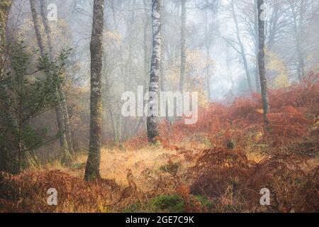 Un seul bouleau argenté (Betula pendula) se distingue dans une forêt brumeuse entourée de grands saumâtres au bois de Little Druim en Écosse pendant l'automne. Banque D'Images