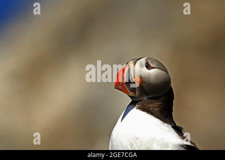 Portrait en gros plan d'un macareux de l'atlantique, Fratercula arctica avec bec coloré pendant la saison de reproduction à Hornøya, Varanger, Norvège Banque D'Images