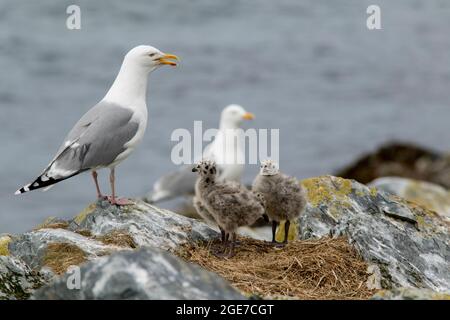 Famille européenne des goélands argentés, Larus argentatus, debout sur son site de nidification sur les rochers de l'île Hornøya, Norvège du Nord Banque D'Images