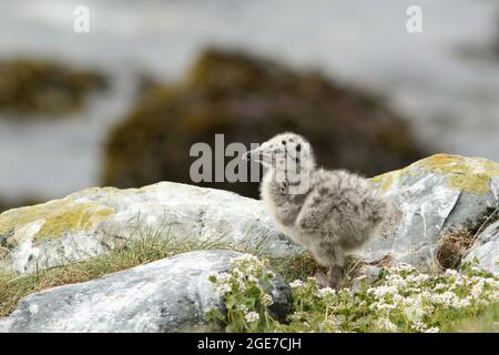 Mouette poussette debout sur les rochers, explorant le monde. Goéland argenté européen, Larus argentatus poussins à Hornøya, Varanger, Norvège Banque D'Images